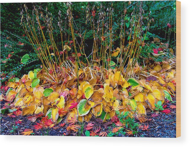 Fall Color Wood Print featuring the photograph Fall color - grass by Hisao Mogi