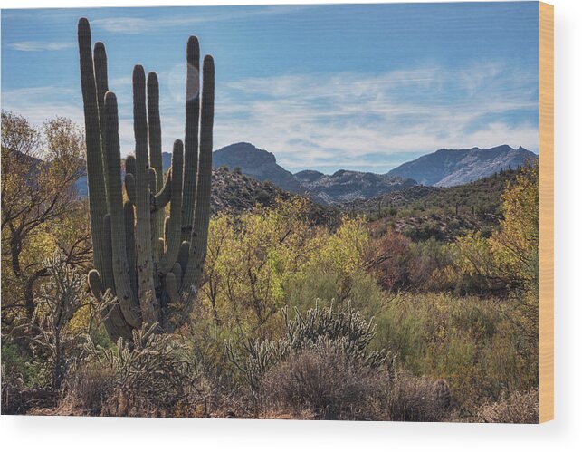 Arizona Wood Print featuring the photograph Fall Colors in the Sonoran by Saija Lehtonen