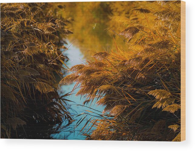 Colors Wood Print featuring the photograph Fall Dragonfly by Dave Koch