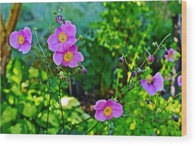 Anemone Wood Print featuring the photograph Fall Gardens September Charm Anemone by Janis Senungetuk