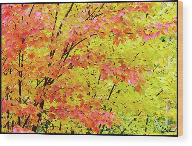 Autumn Wood Print featuring the photograph Fall Leaves by Peggy Dietz