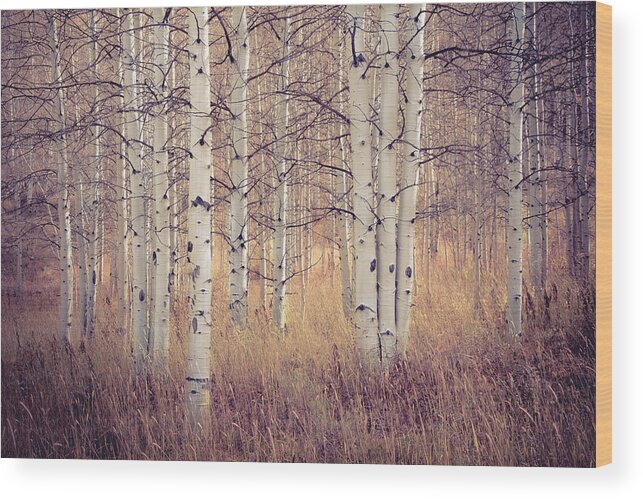 Aspens Wood Print featuring the photograph Fall Palette by The Forests Edge Photography - Diane Sandoval