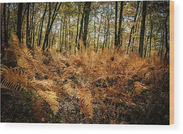 Landscape Wood Print featuring the photograph Fall Rust by Joe Shrader