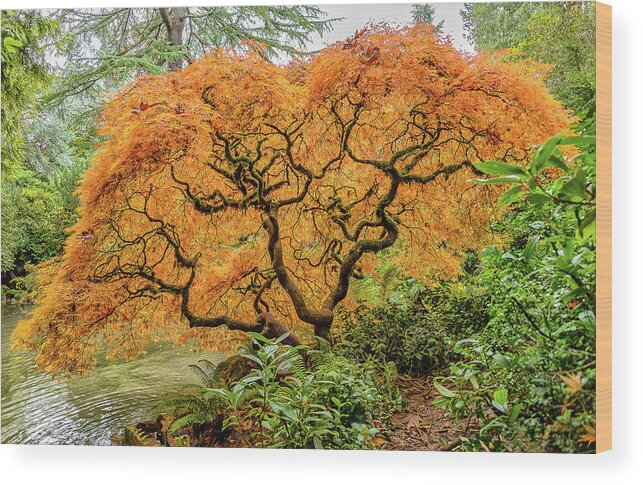 Maples Wood Print featuring the photograph Fall Season Maple by Jerry Cahill