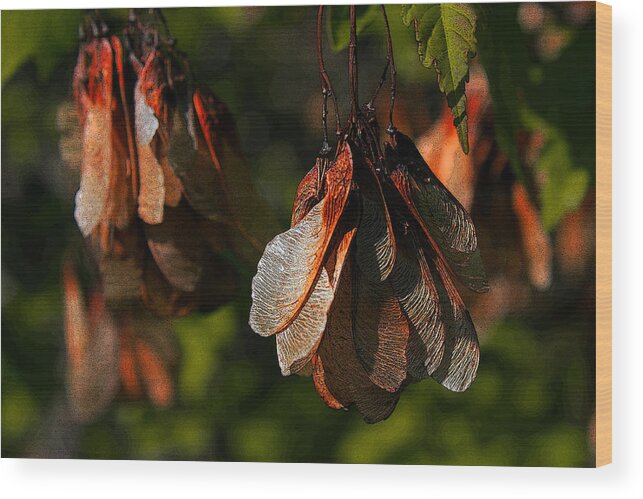 Apple Blossom Wood Print featuring the photograph Fall seeds. by David Matthews