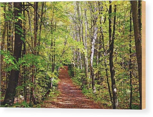Killarney Provincial Park Wood Print featuring the photograph Fall Trail Killarney by Debbie Oppermann