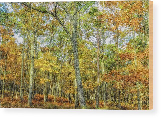 Landscape Wood Print featuring the photograph Fall Yellow by Joe Shrader