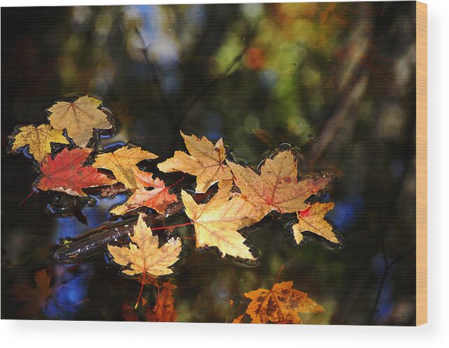 Maple Leaves Wood Print featuring the photograph Fallen Leaves On Pond by Debbie Oppermann