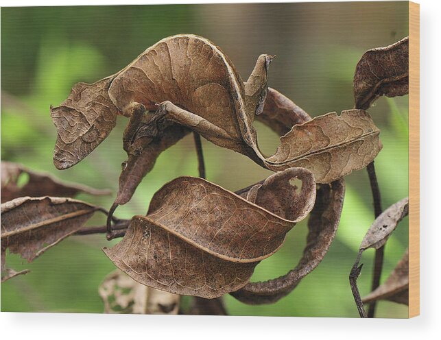 Mp Wood Print featuring the photograph Fantastic Leaf-tail Gecko Uroplatus by Thomas Marent