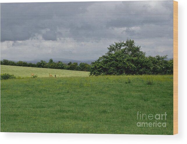 Beecraigs Wood Print featuring the photograph Faraway rain. by Elena Perelman