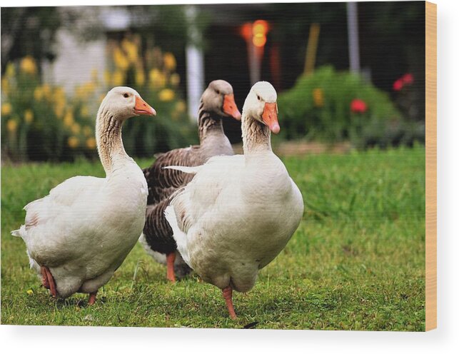 Geese Wood Print featuring the photograph Farm Geese by Chuck Brown