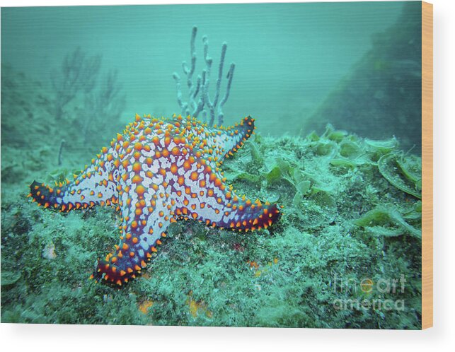 Coral Reef Wood Print featuring the photograph Fat Sea Star by Becqi Sherman