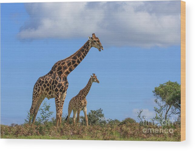 Giraffe Wood Print featuring the photograph Father and Son Giraffe by Jennifer Ludlum