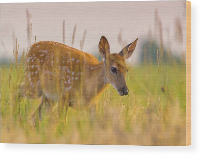 Colorado Wood Print featuring the photograph Fawn In Grasslands by John De Bord