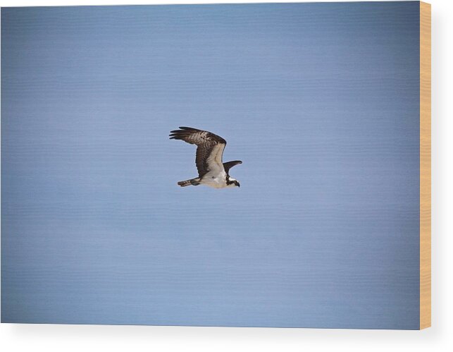 Osprey Wood Print featuring the photograph Fearless Fred by Michiale Schneider
