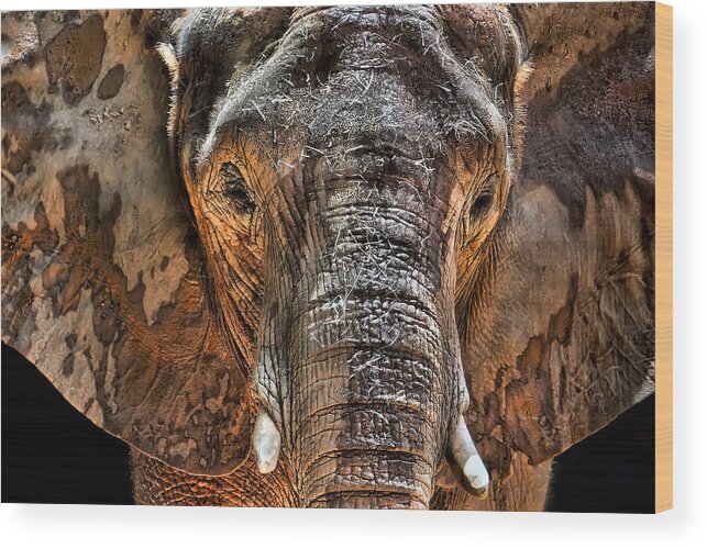 Elephant Wood Print featuring the photograph Fearless by Janet Fikar