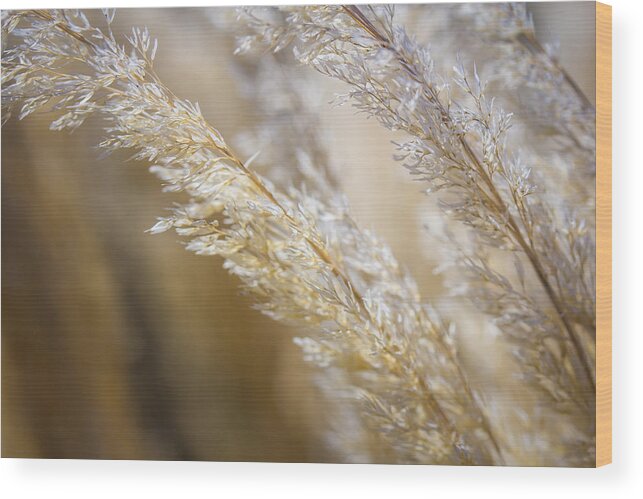 Flora Wood Print featuring the photograph Feathered by Laura Roberts
