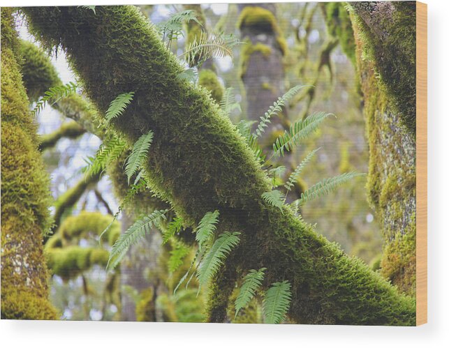 Moss Wood Print featuring the photograph Feathered Moss by Tammy Pool