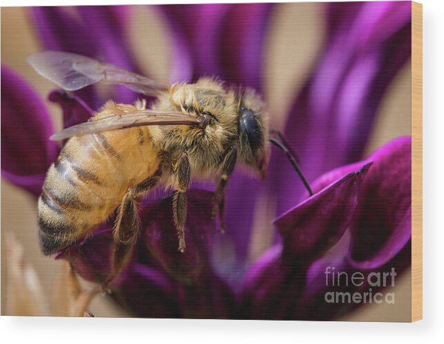 Bee Wood Print featuring the photograph Feeding in the Crown by Shawn Jeffries