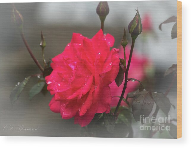 Rose Wood Print featuring the photograph Feeling Rosy by Les Greenwood