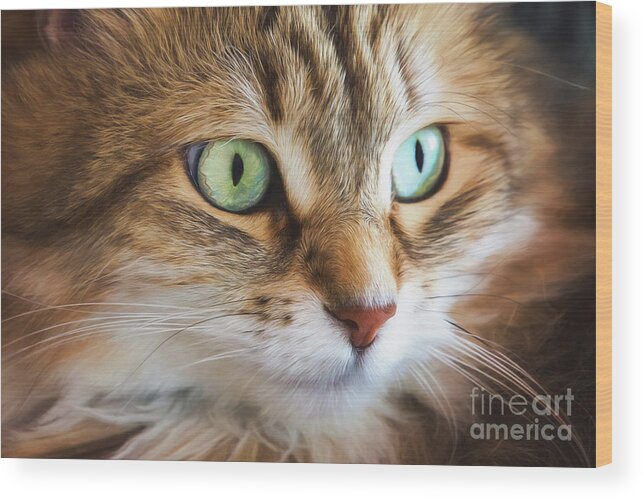 Cat Wood Print featuring the digital art Feline Focused Intensity by Sharon McConnell
