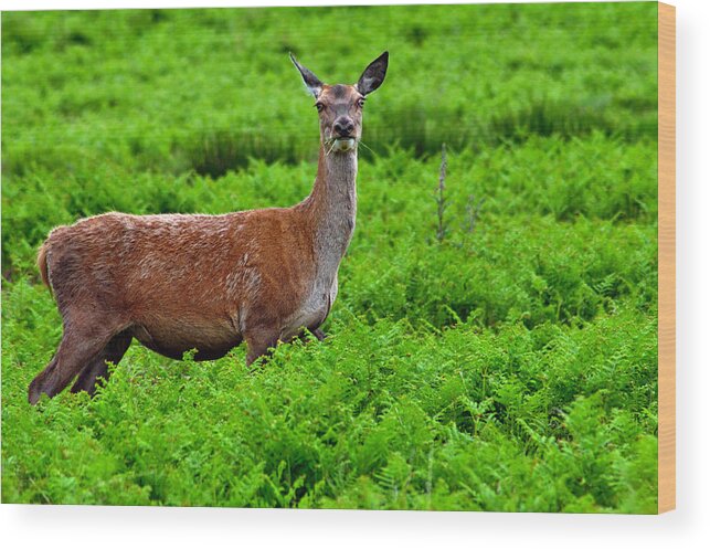 Europe Wood Print featuring the photograph Female Fallow Deer in Bradgate Country Park by Rod Johnson