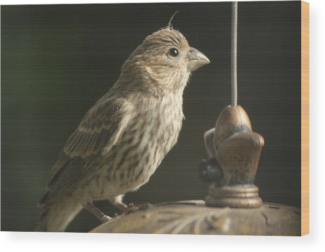 Female House Finch Wood Print featuring the photograph Female House Finch on Feeder by Colleen Cornelius