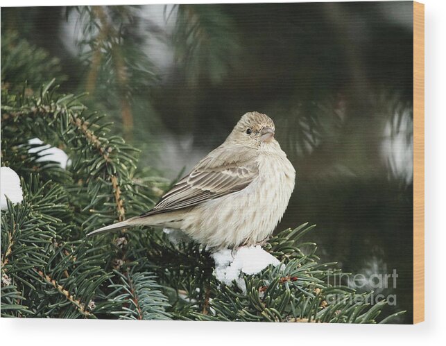 Female House Finch On Snow Wood Print featuring the photograph Female House Finch on Snow by Alyce Taylor
