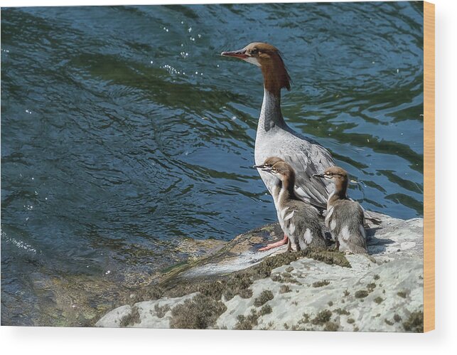 Common Merganser Wood Print featuring the photograph Female Merganser with Her Young by Belinda Greb