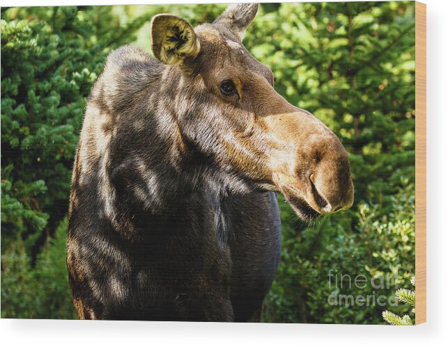 Moose Wood Print featuring the photograph Female Moose at Jackson Hole by Ben Graham