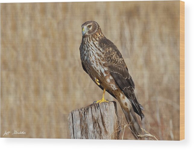 Adult Wood Print featuring the photograph Female Northern Harrier Standing on One Leg by Jeff Goulden