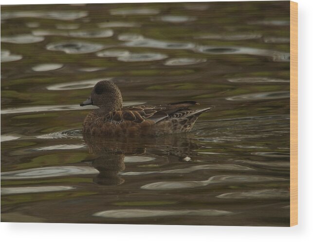 American Wigeon Wood Print featuring the photograph Female Wigeon by Jeff Swan