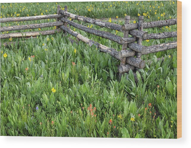 Wildflowers Wood Print featuring the photograph Fence and Flowers by Denise Bush