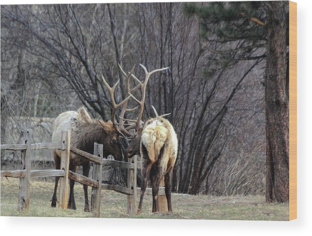 Bull Wood Print featuring the photograph Fence Battle by Shane Bechler