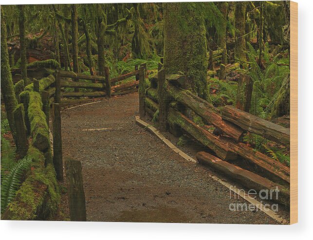 Cathedral Grove Wood Print featuring the photograph Fence Through The Forest by Adam Jewell
