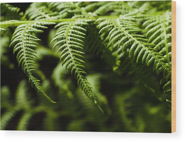Abstract Wood Print featuring the photograph Fern in a row by Marcus Karlsson Sall