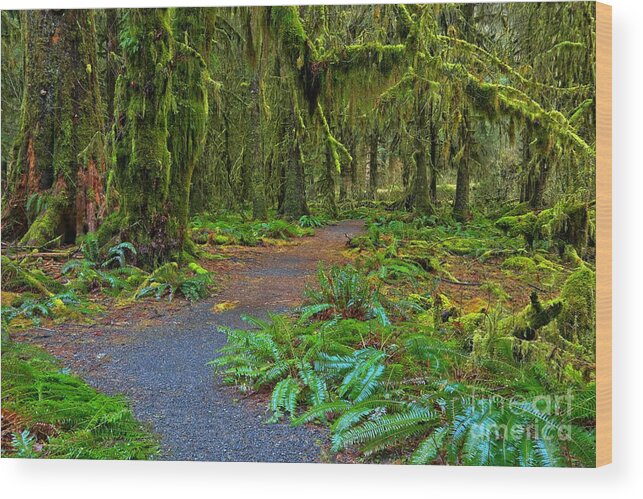 Ferns Wood Print featuring the photograph Fern Laden Path by Adam Jewell