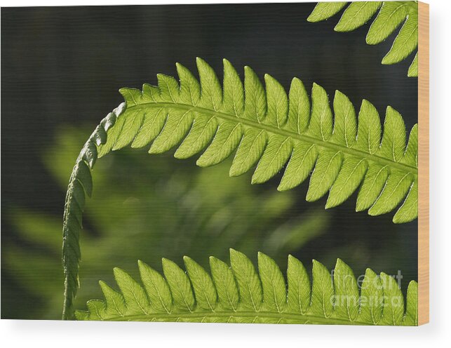 Garden Photo Wood Print featuring the photograph Fern by Steve Augustin