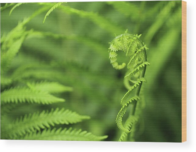Fern Wood Print featuring the photograph Fiddleback Fern in Spring by Adam Long