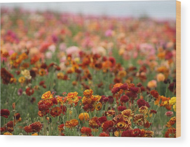 Honey Brown Ranunculus Wood Print featuring the photograph Field of Burnt Orange and Honey Ranunculus by Colleen Cornelius