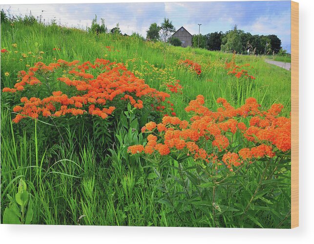 Glacial Park Wood Print featuring the photograph Field of Butterfly Milkweed in Glacial Park by Ray Mathis