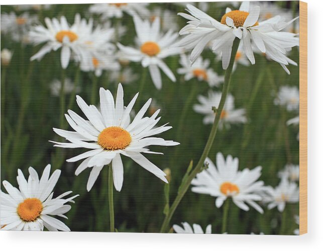 Fresh Wood Print featuring the photograph Field of Daisies by Dorothy Cunningham