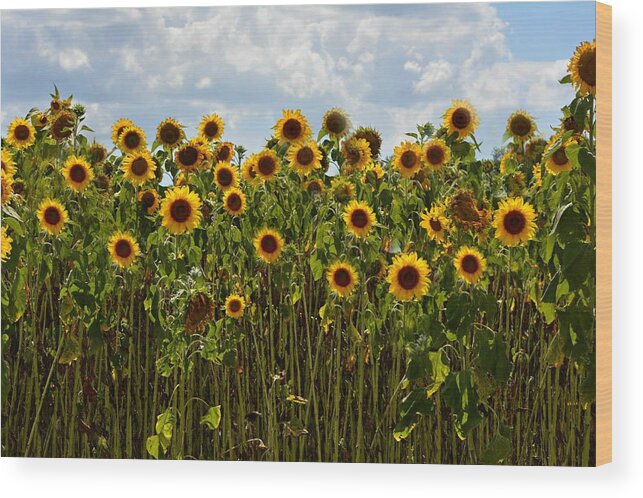 Sunflower Wood Print featuring the photograph Fields of Gold by Carolyn Mickulas