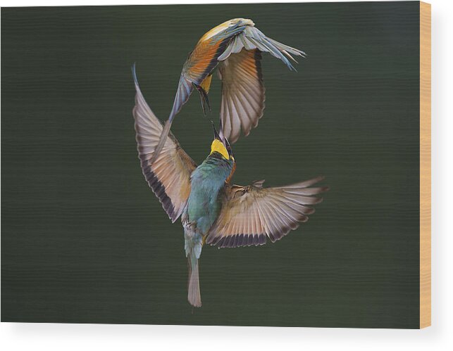 Nature Wood Print featuring the photograph Fight Between Rainbows by Marco Redaelli