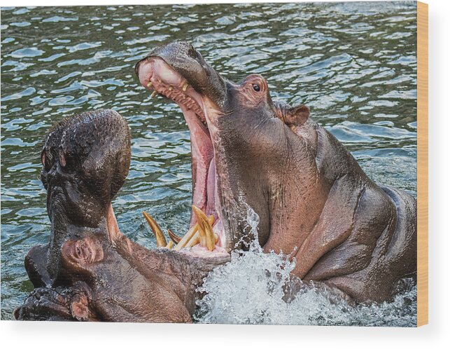 Two Wood Print featuring the photograph Fighting Hippos by Arterra Picture Library