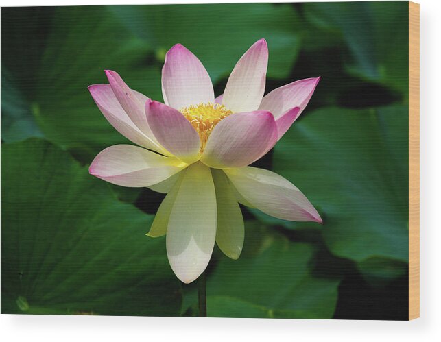 Bloom Wood Print featuring the photograph Finishing Strong by Dennis Dame