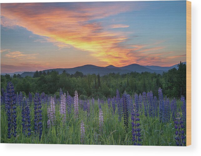 #sunrise#lupines#sugarhill#newhampshire#landscape#field#mountain Wood Print featuring the photograph Fire in the Sky by Darylann Leonard Photography