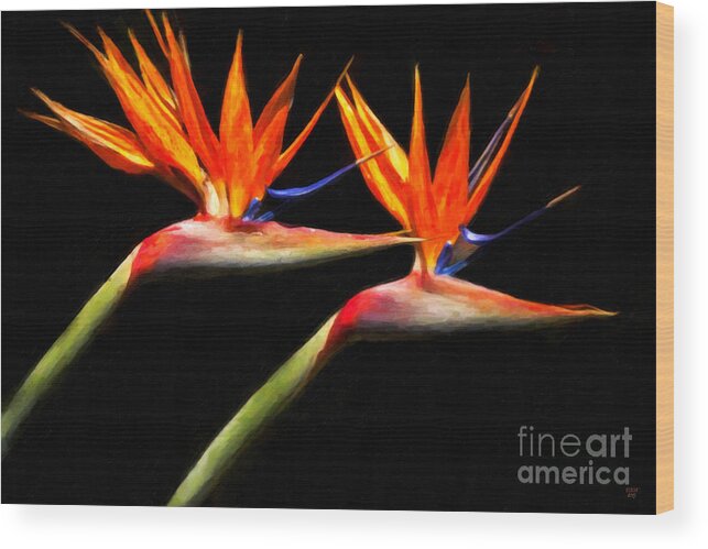 Bird Of Paradise Wood Print featuring the painting Fire Wings by David Millenheft