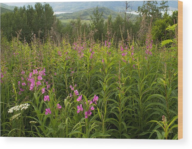 Landscape Wood Print featuring the photograph Fireweed by Amanda Kiplinger