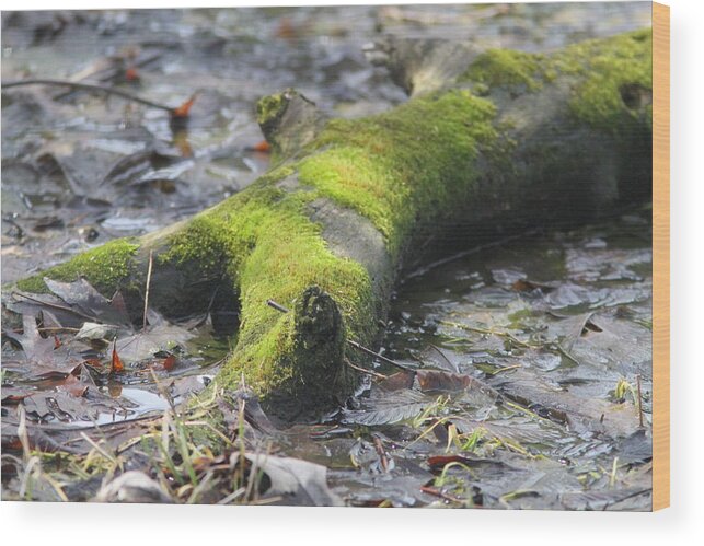 Moss And Ice Wood Print featuring the photograph First glimpse by David Barker